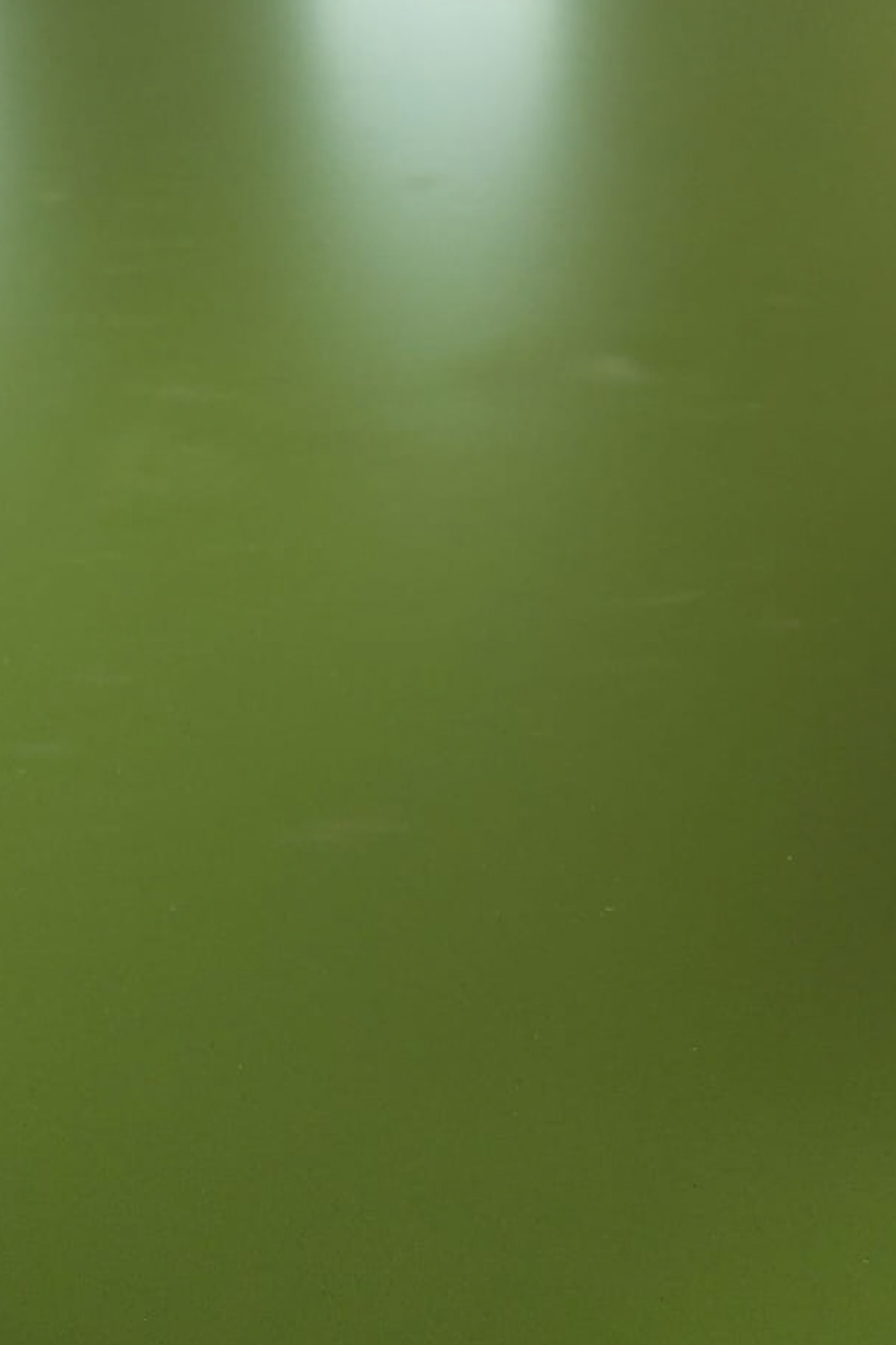 parrot green web